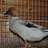 streicherenten silber wildfarbig